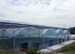 經濟實用連棟薄膜溫室